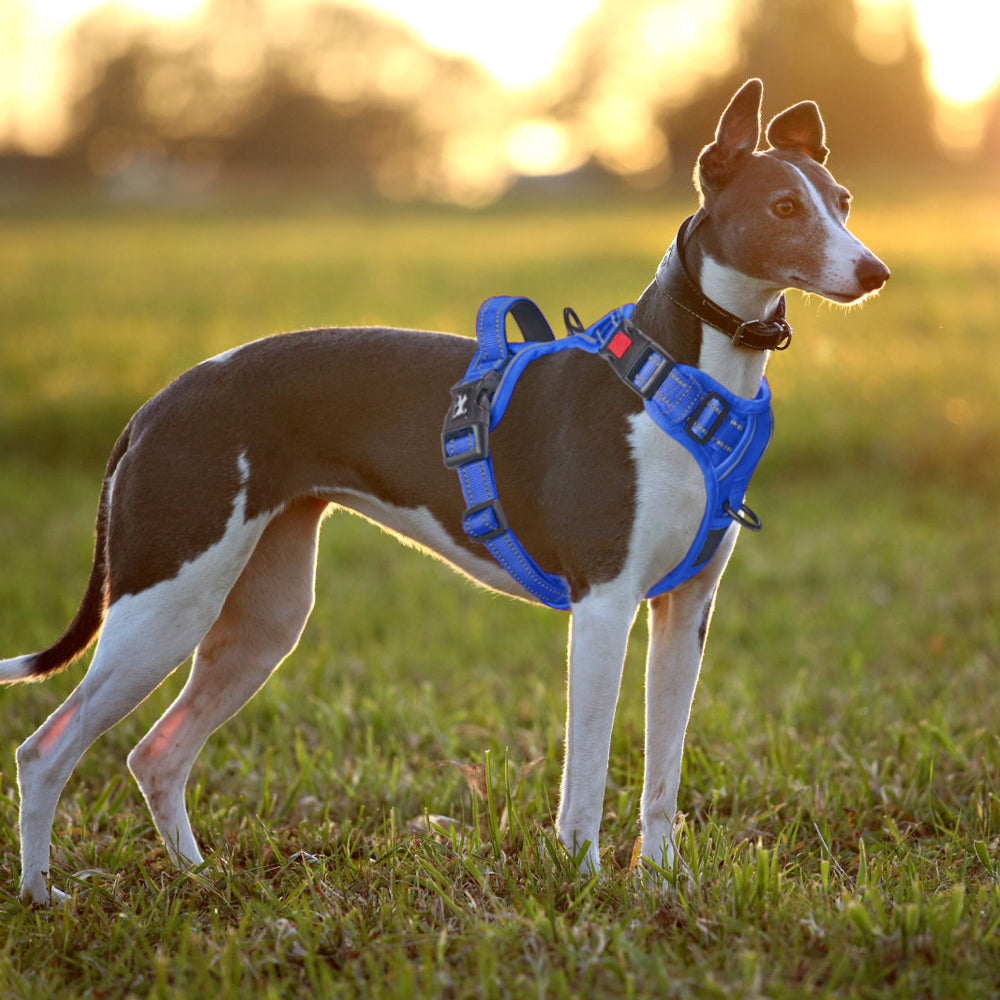 Reflective Dog Harness No Pull Dog Vest Harness with Handle,No Choke Adjustable Soft Padded Pet Vest for Small to Large Dogs,Royal Blue, L