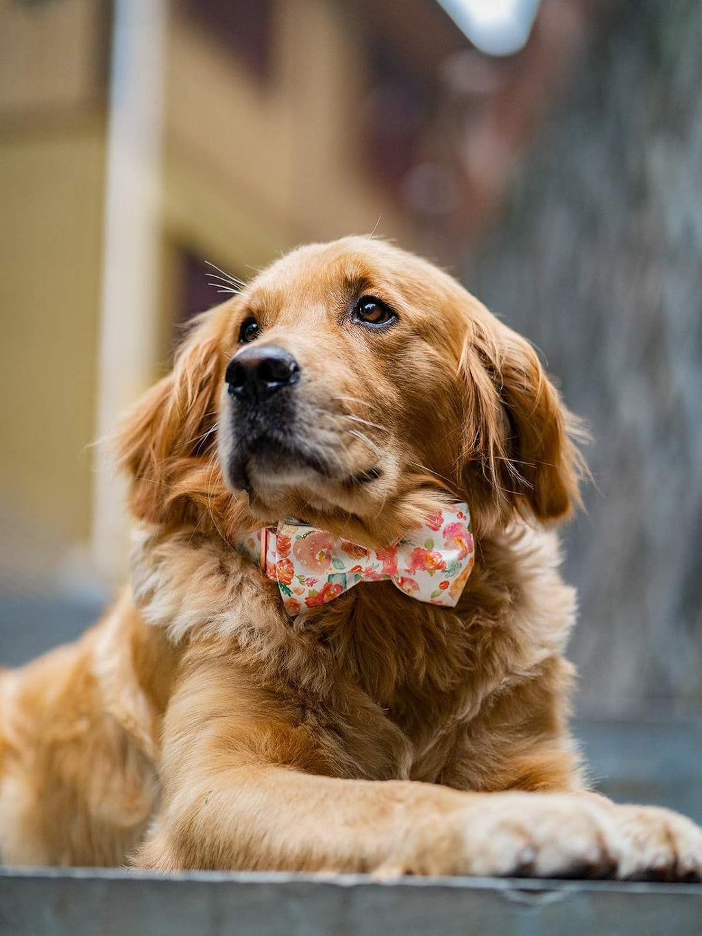 Dog Collar with Bow, Peach Floral Print Cotton & Webbing Bow Dog Collar Bow