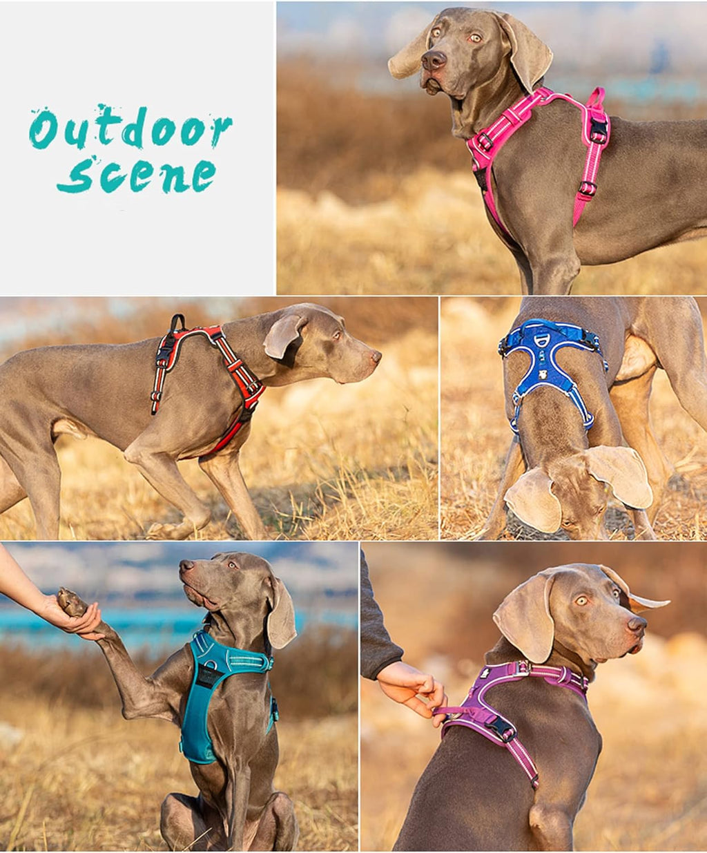 Dog Harness No Pull Nylon Reflective Pet Harness Adjustable Comfortable Control Step-In Brilliant Colors Truelove TLH56512 XS