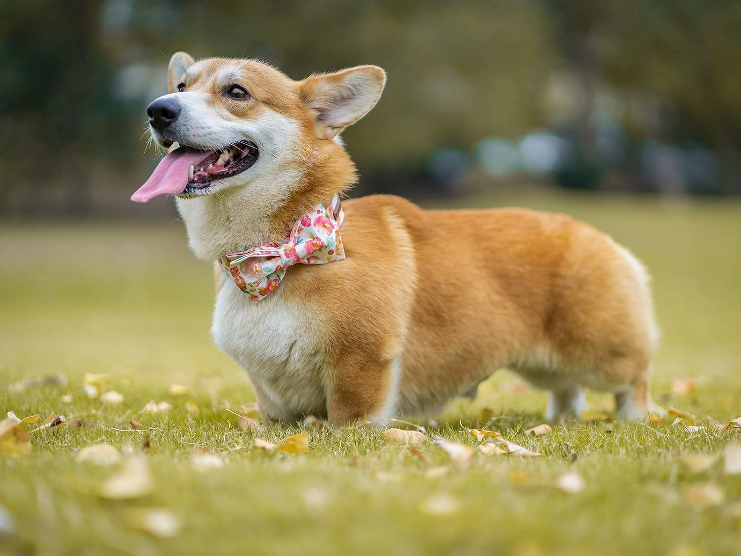 Dog Collar with Bow, Peach Floral Print Cotton & Webbing Bow Dog Collar Bow